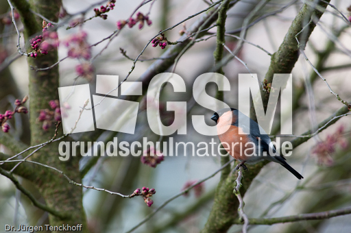 Gimpel (9 von 40).jpg